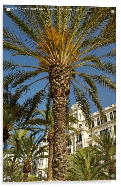 Palm trees, La Esplanda, Alicante, Spain in front of the Casa Carbonell Acrylic by Navin Mistry
