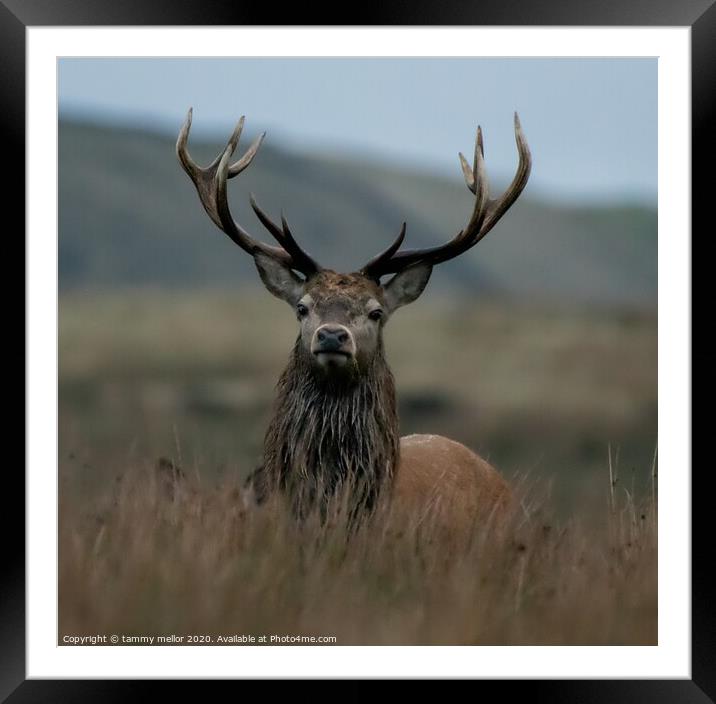 Majestic Red Deer Stag in Staffordshire Moorlands Framed Mounted Print by tammy mellor
