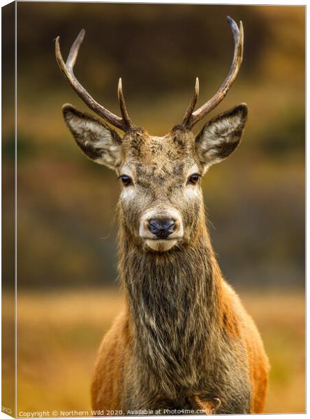 Red Deer Stag Canvas Print by Northern Wild