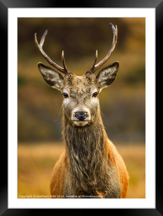 Red Deer Stag Framed Mounted Print by Northern Wild