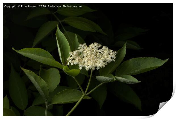 Elderberry plant flowers on dark background Print by Rhys Leonard