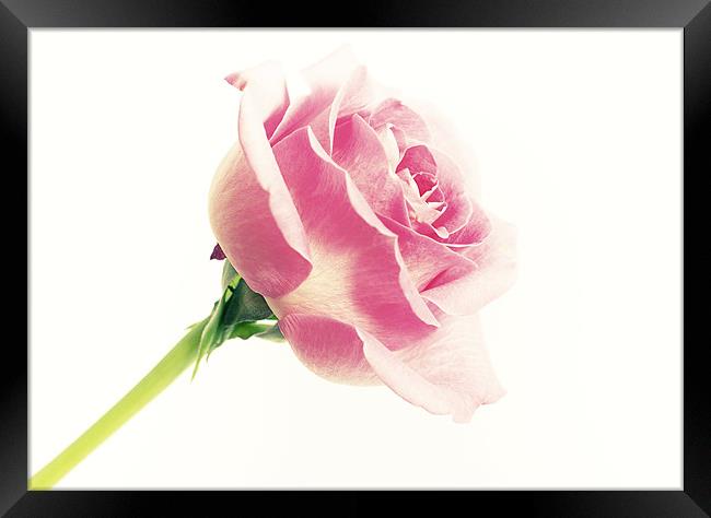 Pink Rose Framed Print by Joanne Wilde