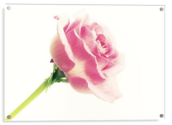 Pink Rose Acrylic by Joanne Wilde