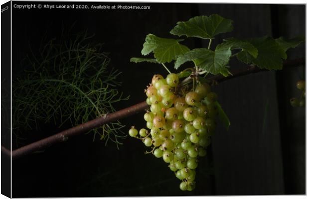 Large bunch of many redcurrants growing Canvas Print by Rhys Leonard