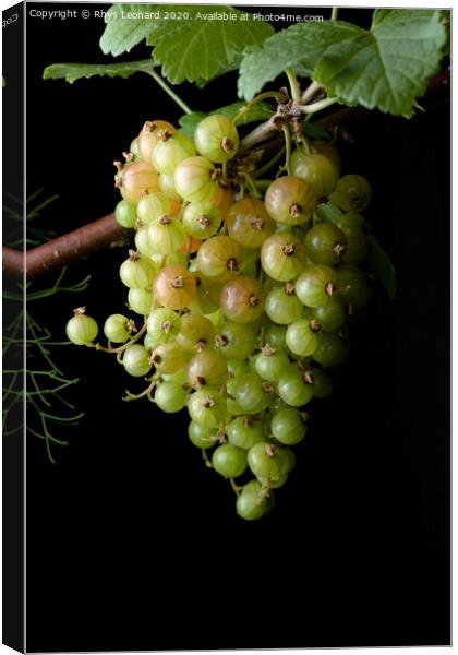 Portrait hanging bunch of ripening red currants Canvas Print by Rhys Leonard