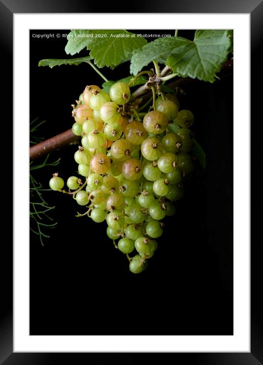 Portrait hanging bunch of ripening red currants Framed Mounted Print by Rhys Leonard