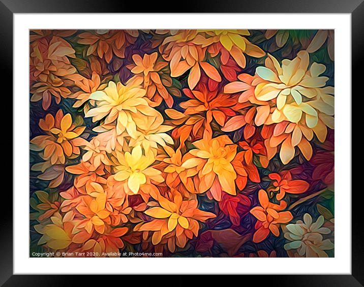 Autumn Glow Framed Mounted Print by Brian Tarr