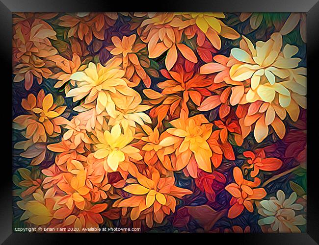 Autumn Glow Framed Print by Brian Tarr