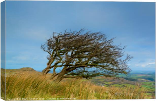 Windswept Tree Canvas Print by Mary Fletcher