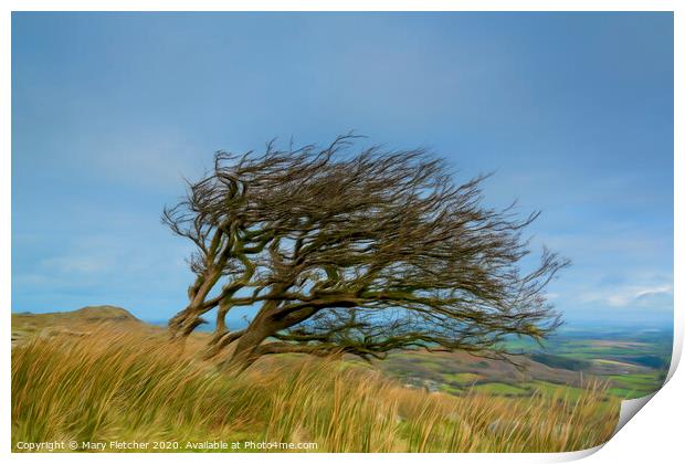 Windswept Tree Print by Mary Fletcher