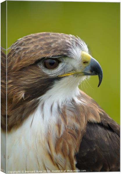 Red Tailed Buzzard Canvas Print by Bernard Rose Photography