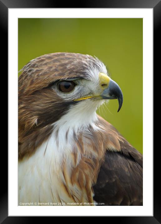 Red Tailed Buzzard Framed Mounted Print by Bernard Rose Photography