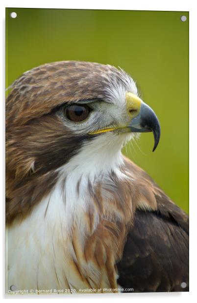 Red Tailed Buzzard Acrylic by Bernard Rose Photography