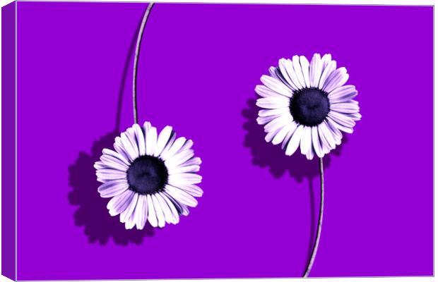 Plant flower, purple composition Canvas Print by Guido Parmiggiani
