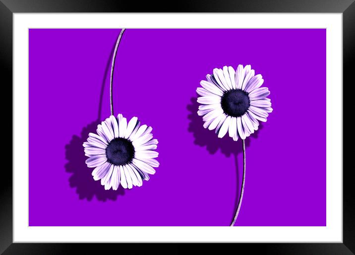 Plant flower, purple composition Framed Mounted Print by Guido Parmiggiani