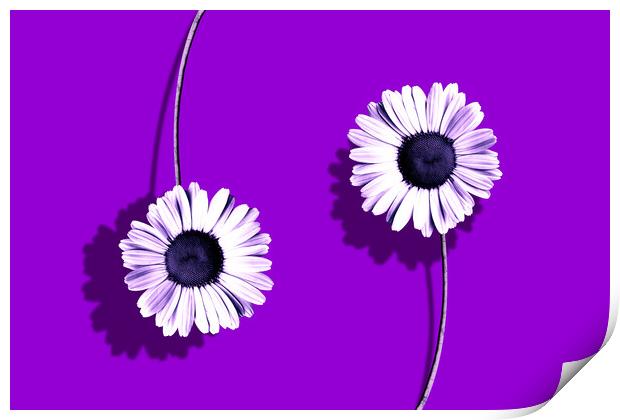 Plant flower, purple composition Print by Guido Parmiggiani