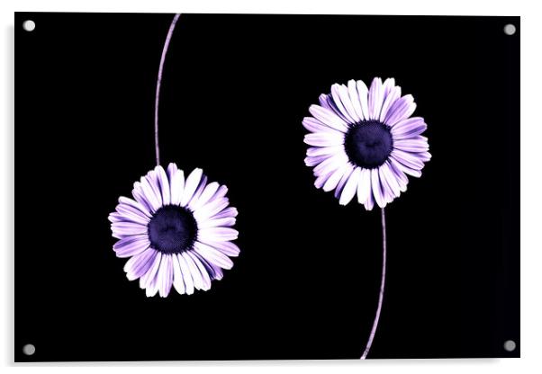 Plant flower, black composition floral Acrylic by Guido Parmiggiani