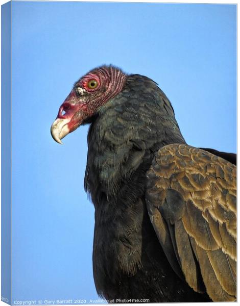Canada's Summertime Turkey Vulture Canvas Print by Gary Barratt