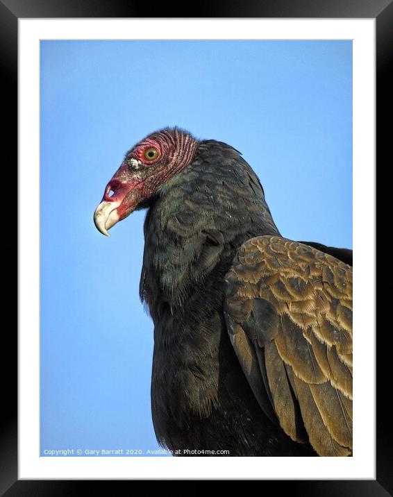 Canada's Summertime Turkey Vulture Framed Mounted Print by Gary Barratt