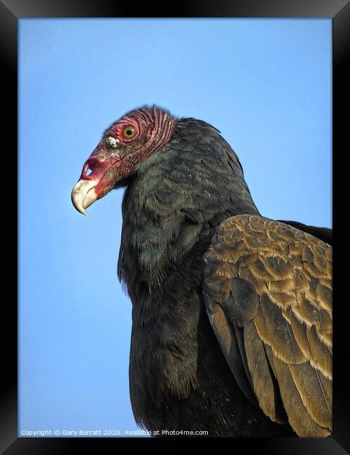 Canada's Summertime Turkey Vulture Framed Print by Gary Barratt