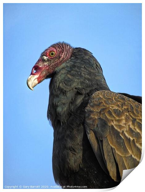 Canada's Summertime Turkey Vulture Print by Gary Barratt