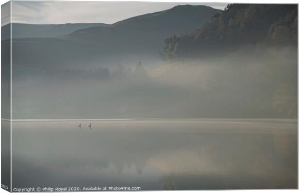 Swans in Dawn Mist, Loweswater Lake District Canvas Print by Philip Royal