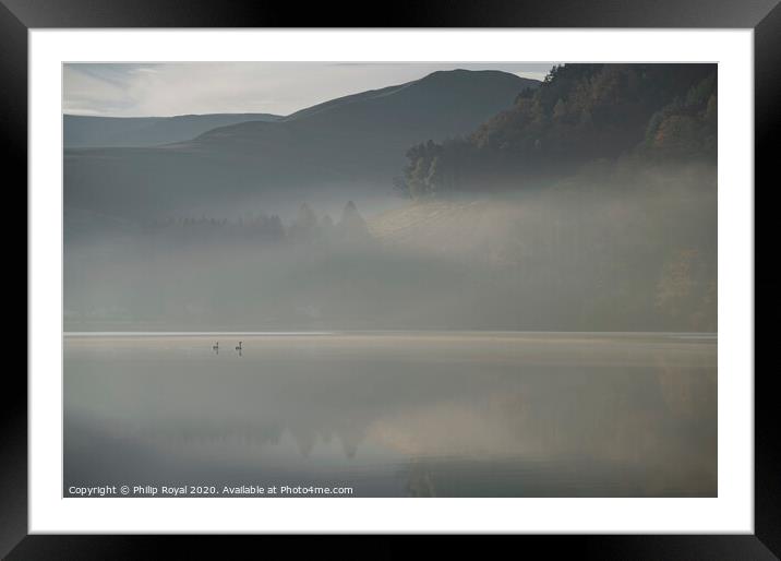 Swans in Dawn Mist, Loweswater Lake District Framed Mounted Print by Philip Royal