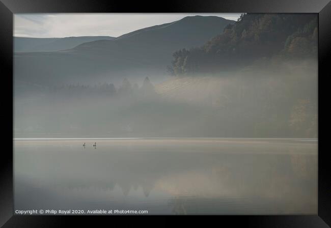 Swans in Dawn Mist, Loweswater Lake District Framed Print by Philip Royal