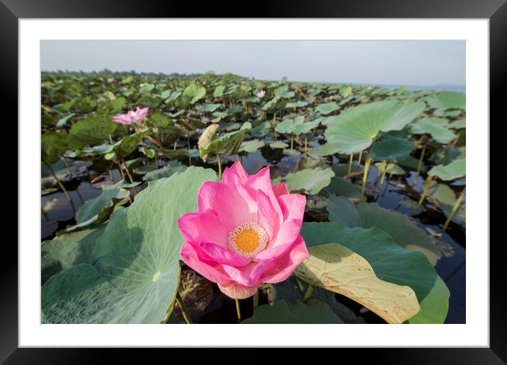 CAMBODIA BATTAMBANG KAMPING POUY LAKE Framed Mounted Print by urs flueeler