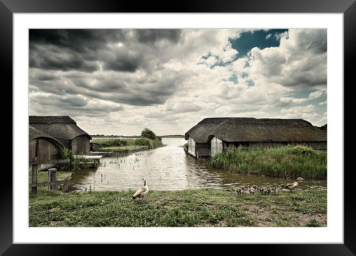 Geese at Hickling Framed Mounted Print by Stephen Mole