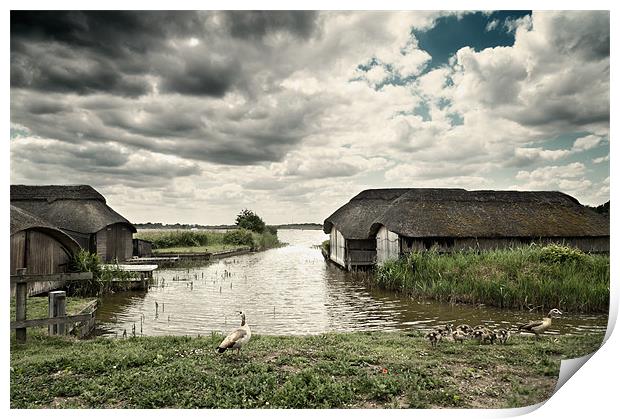 Geese at Hickling Print by Stephen Mole