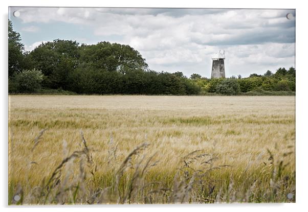 Field of Barley Acrylic by Stephen Mole