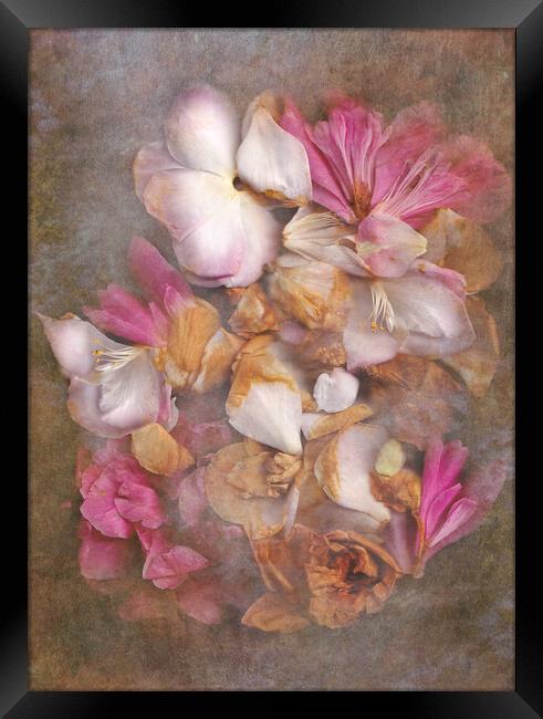 Fallen Petals Framed Print by Eileen Wilkinson ARPS EFIAP