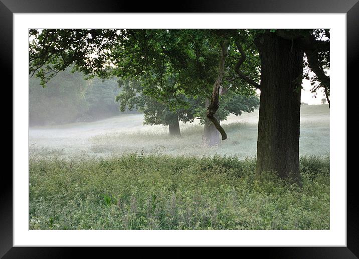 Three Trees in the Dawn Mist Framed Mounted Print by graham young