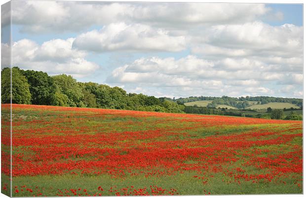 Poppy Field in the Chilterns Canvas Print by graham young