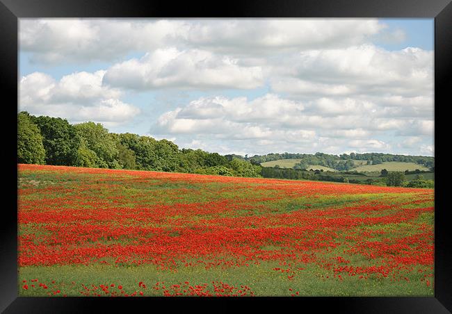 Poppy Field in the Chilterns Framed Print by graham young