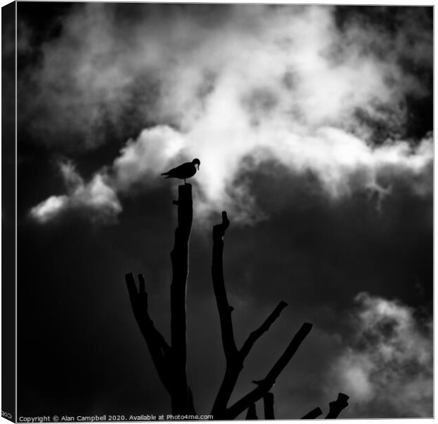 Bird Sleeping At Top Of Tree Canvas Print by Alan Campbell