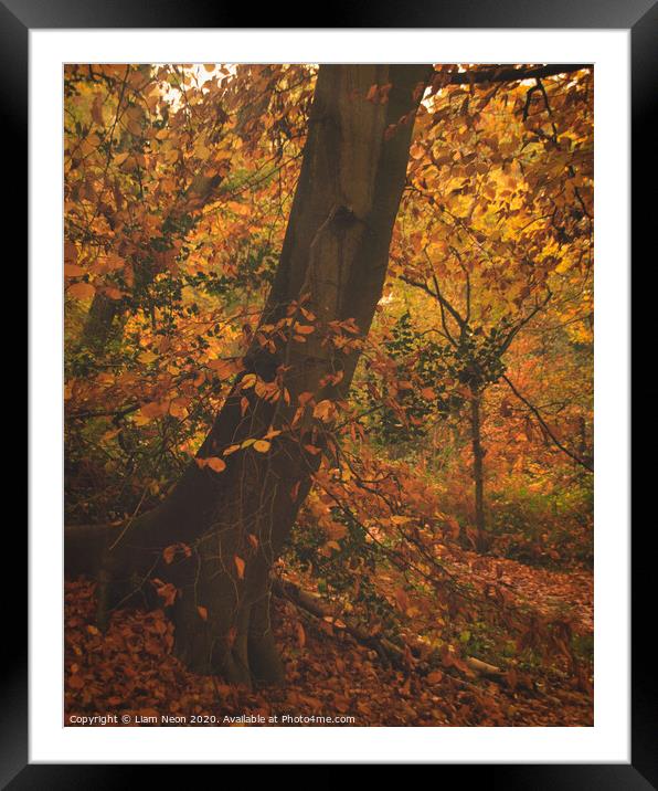 Caldy Beech Mystical Framed Mounted Print by Liam Neon