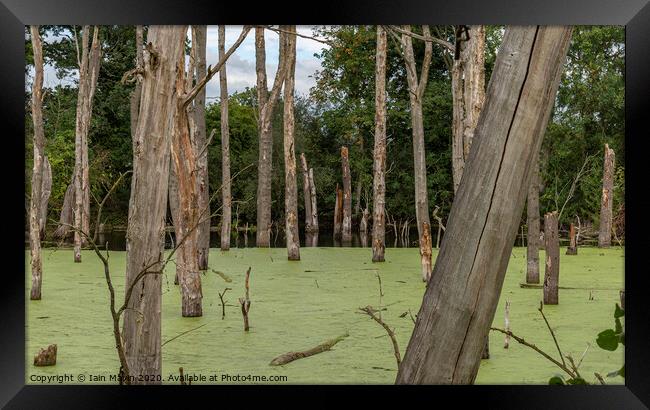 The Dead Trees Framed Print by Iain Mavin