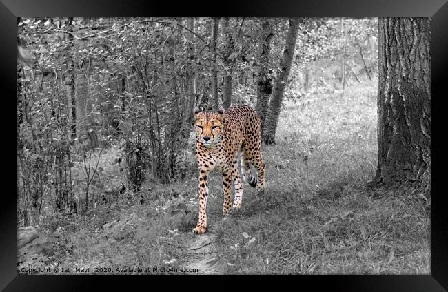 Cheetah on the Prowl Framed Print by Iain Mavin