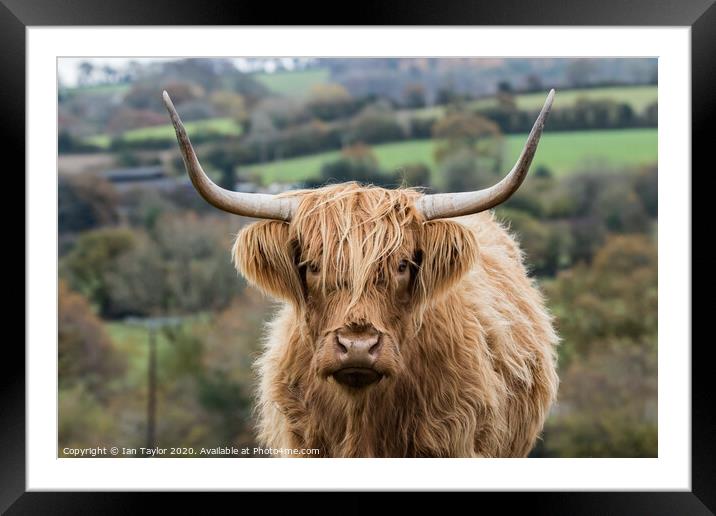 Highland Cow. Framed Mounted Print by Ian Taylor