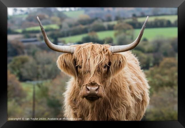 Highland Cow. Framed Print by Ian Taylor