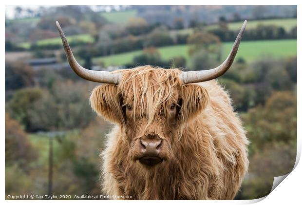 Highland Cow. Print by Ian Taylor