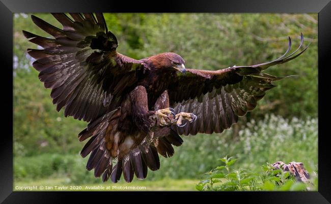 Coming in to land. Framed Print by Ian Taylor