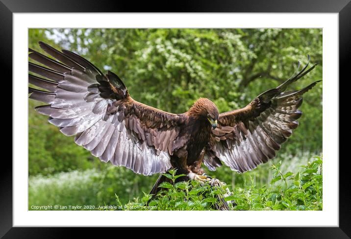 Majestic. Framed Mounted Print by Ian Taylor