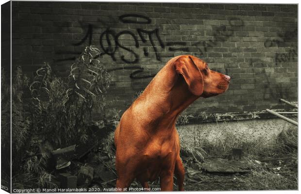 Dog poses in front of a graffitied wall Canvas Print by Manoli Haralambakis