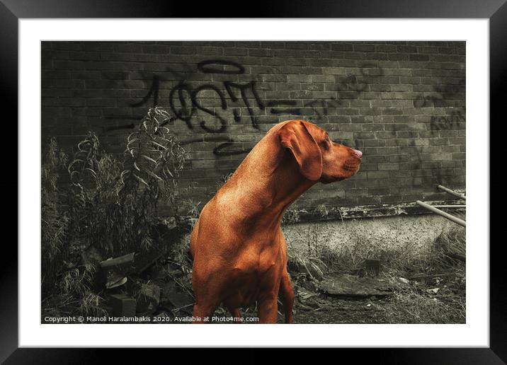 Dog poses in front of a graffitied wall Framed Mounted Print by Manoli Haralambakis