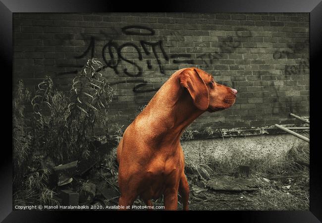 Dog poses in front of a graffitied wall Framed Print by Manoli Haralambakis