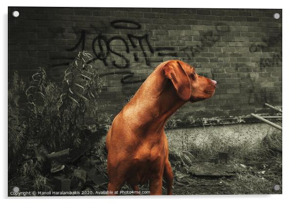 Dog poses in front of a graffitied wall Acrylic by Manoli Haralambakis