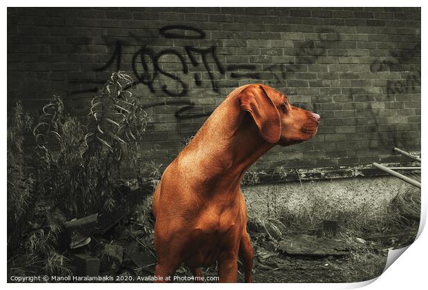 Dog poses in front of a graffitied wall Print by Manoli Haralambakis